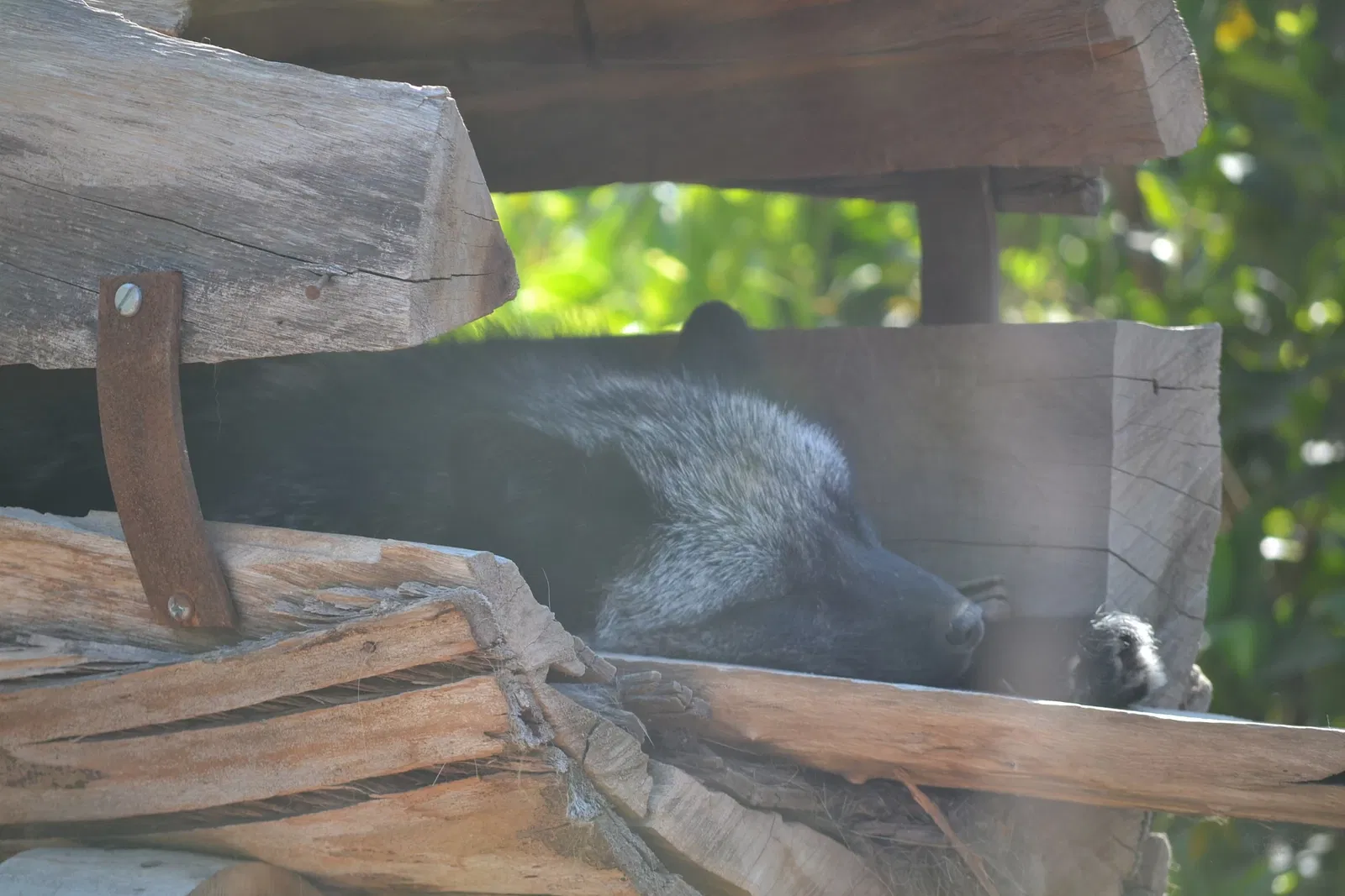 Zoo San Juan De Aragon
