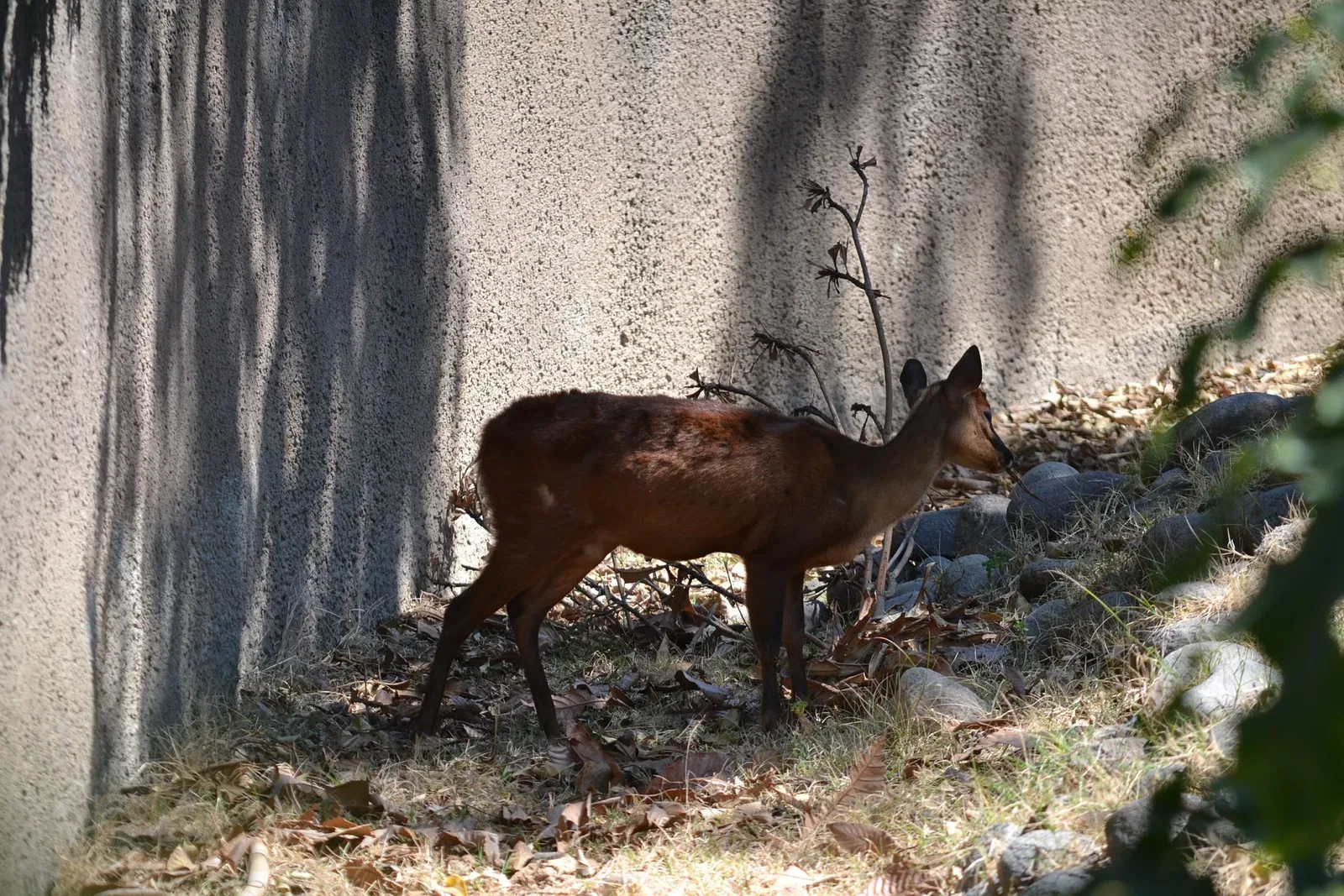 Zoo San Juan De Aragon