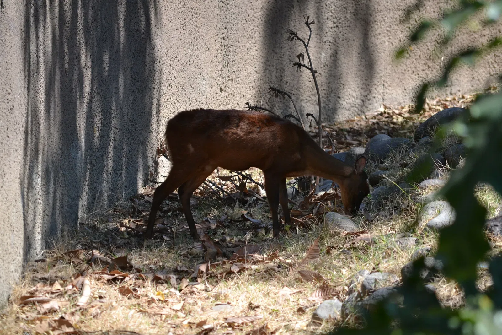 Zoológico de San Juan de Aragón