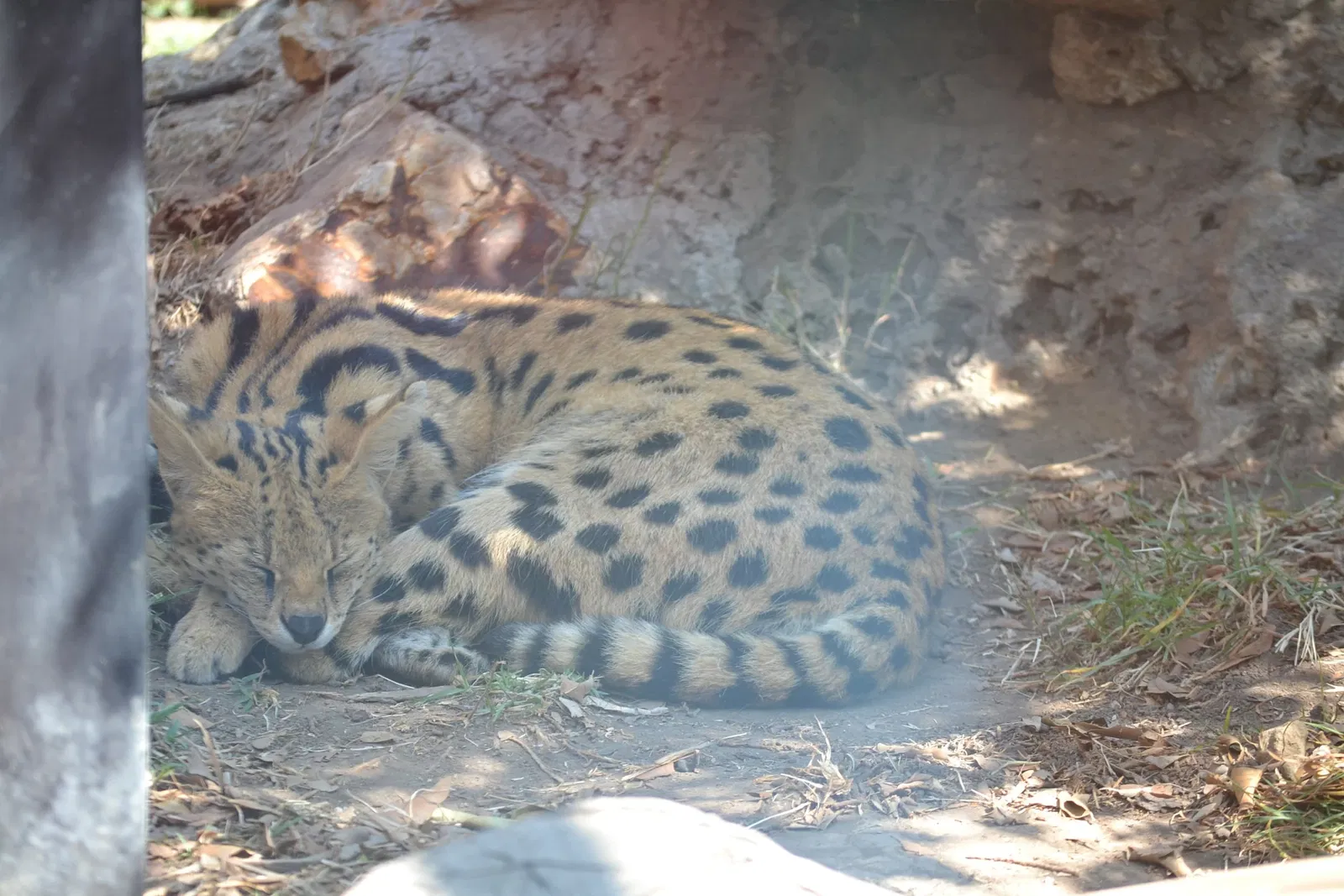 Zoo San Juan De Aragon
