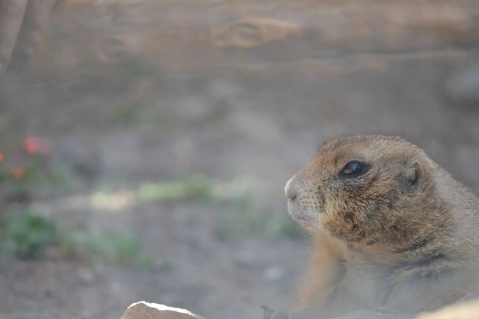 Zoológico de San Juan de Aragón