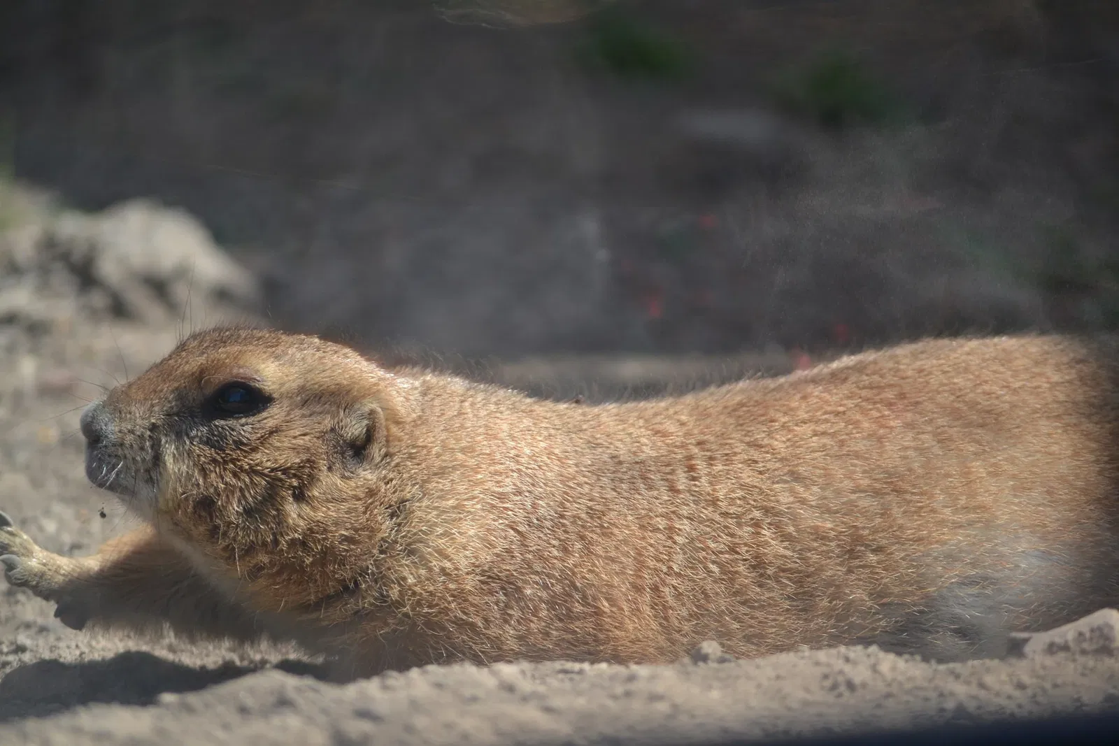 Zoológico de San Juan de Aragón