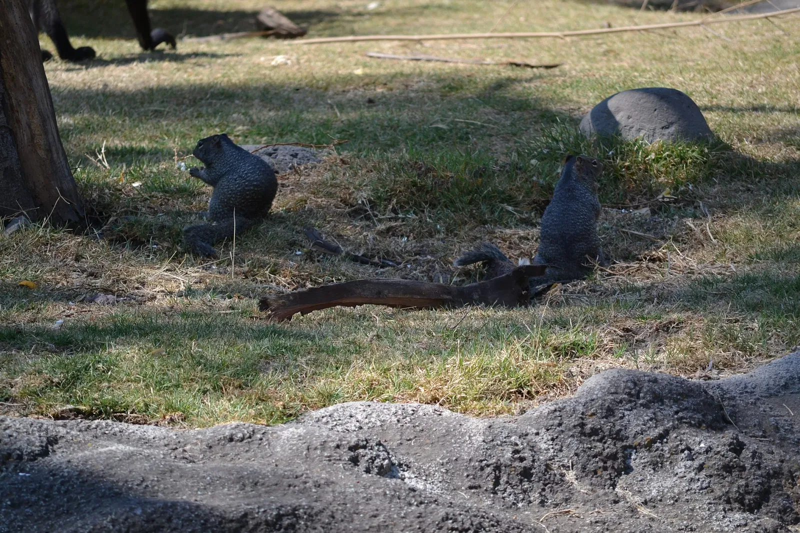 Zoo San Juan De Aragon