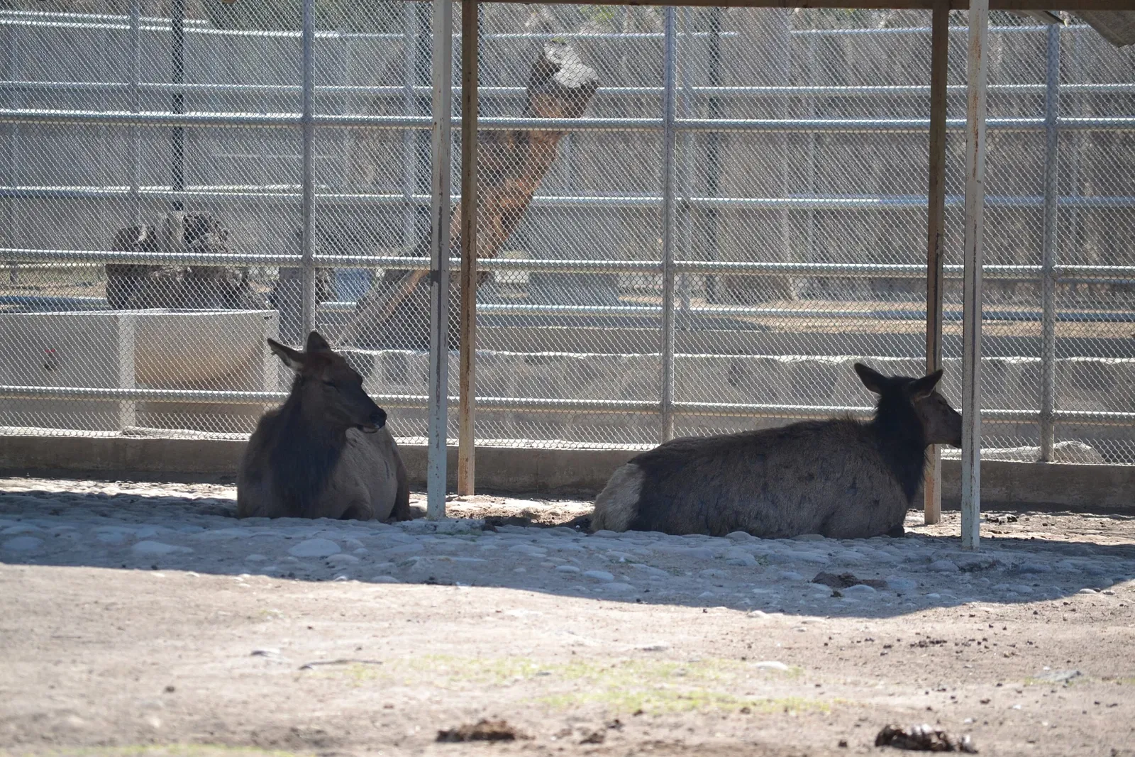 Zoo San Juan De Aragon