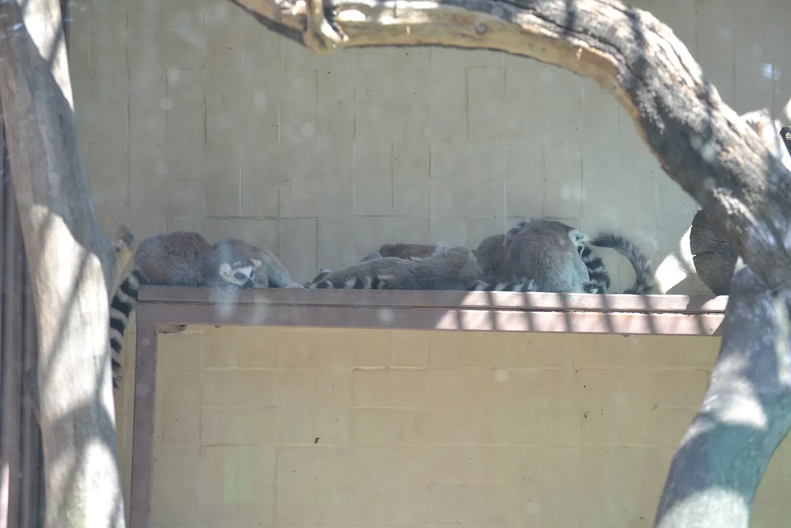Zoológico de San Juan de Aragón