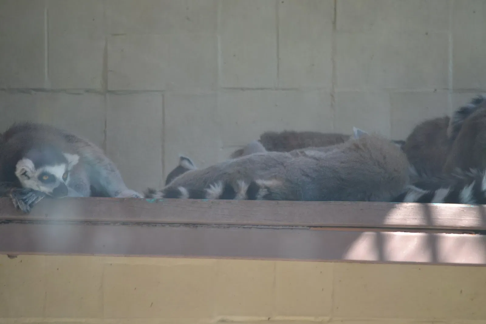 Zoo San Juan De Aragon