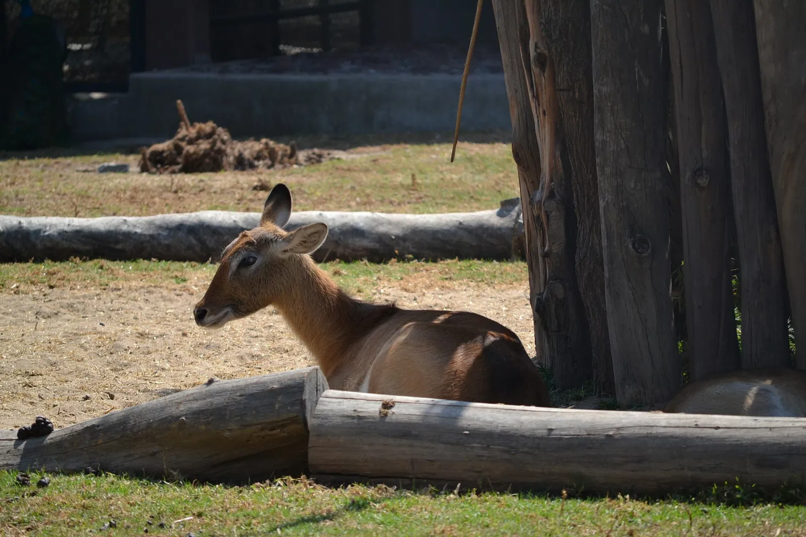 Zoológico de San Juan de Aragón