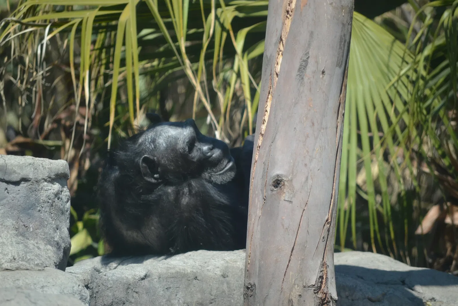 Zoológico de San Juan de Aragón