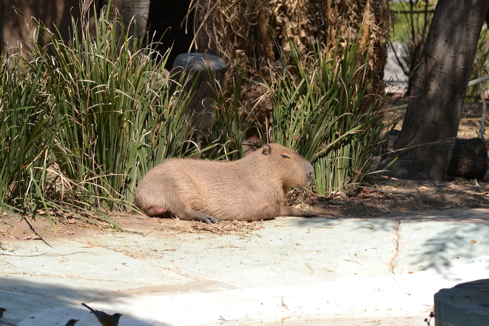 Zoológico de San Juan de Aragón