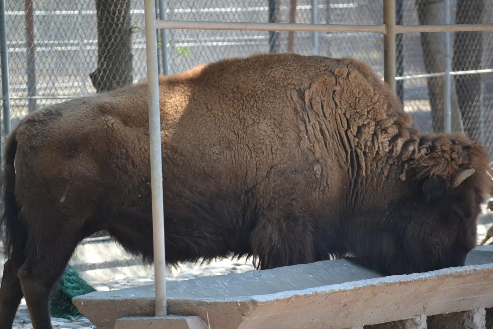 Zoológico de San Juan de Aragón