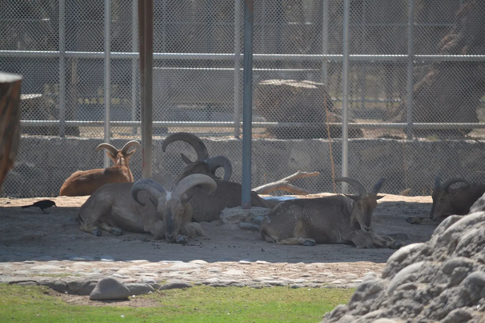 Zoológico de San Juan de Aragón