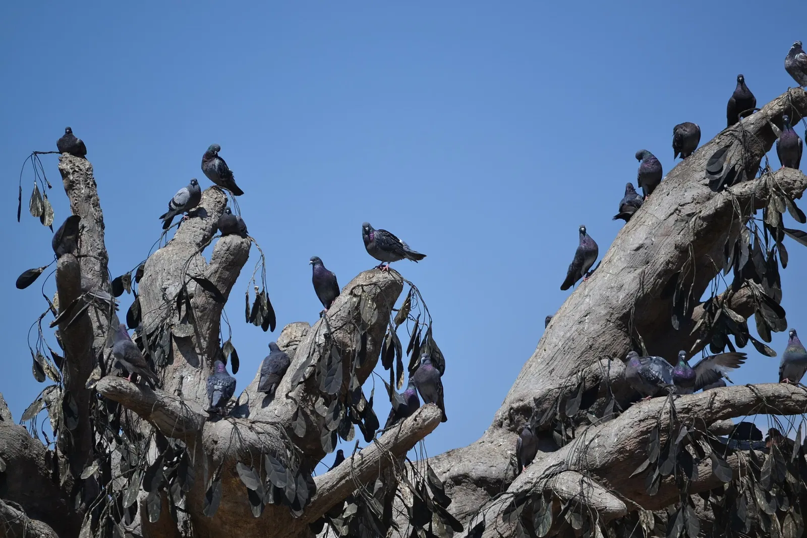 Zoológico de San Juan de Aragón