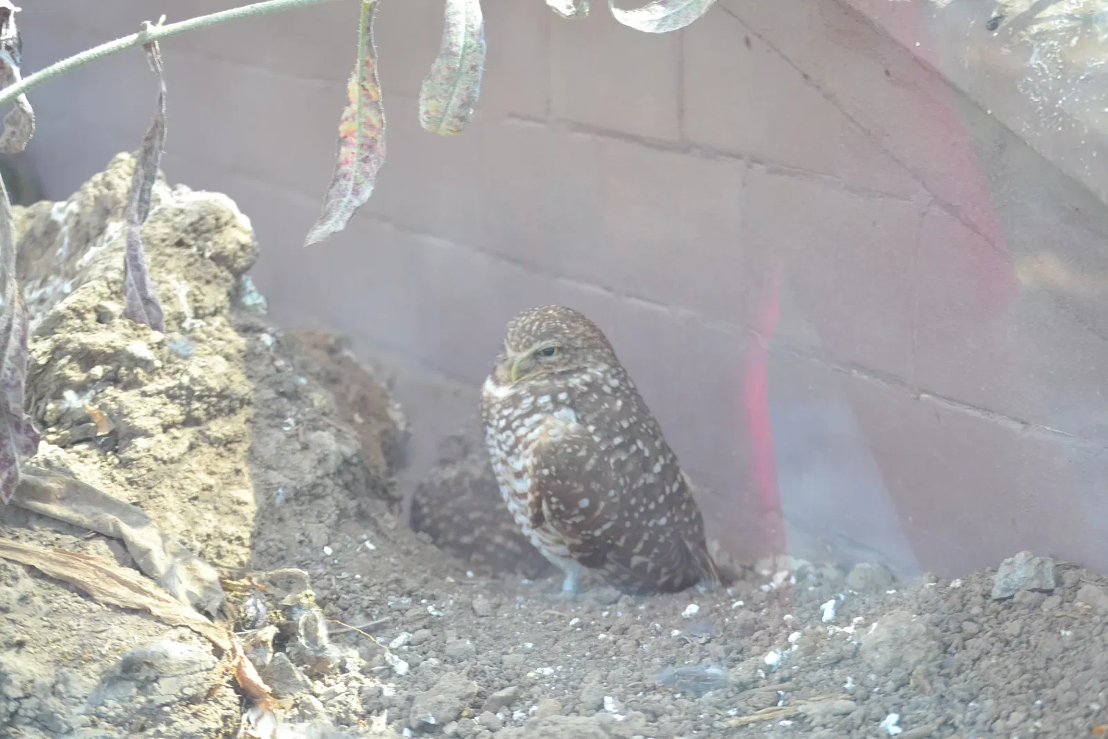 Zoológico de San Juan de Aragón
