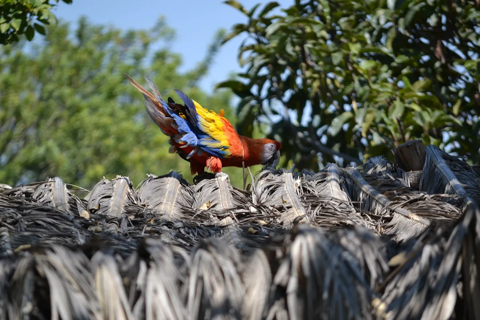 Zoológico de San Juan de Aragón