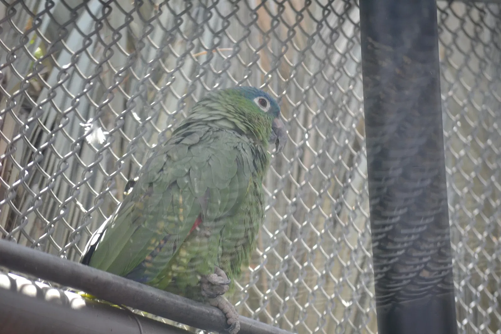 Zoo San Juan De Aragon