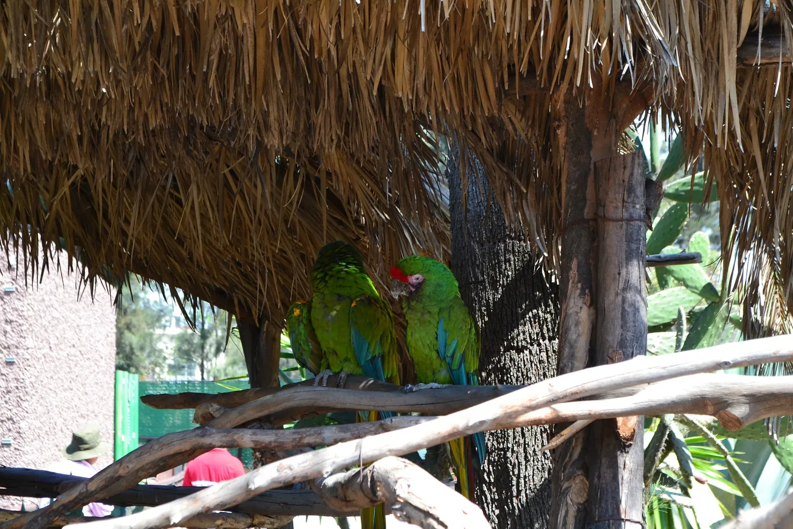 Zoológico de San Juan de Aragón