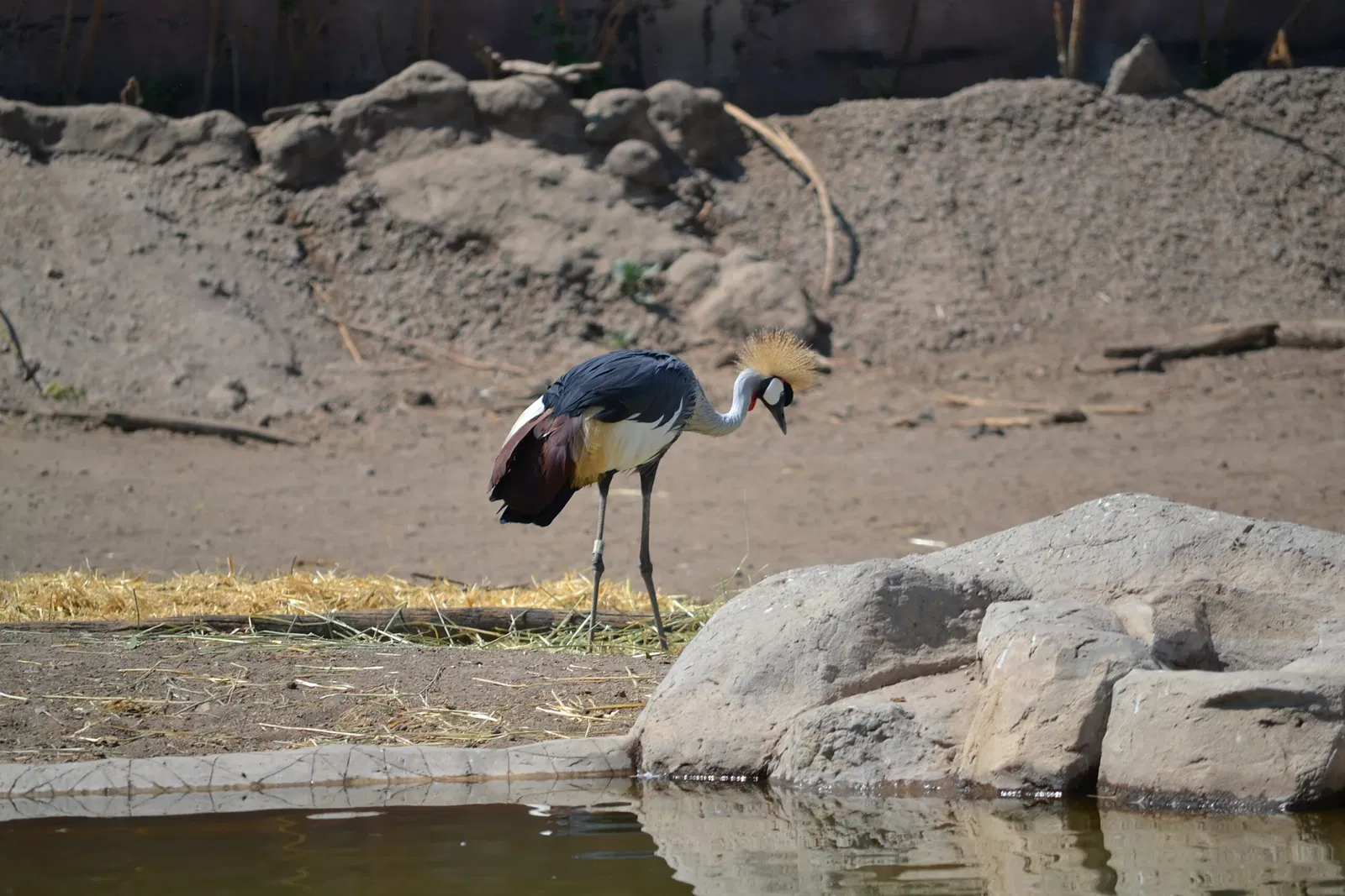 Zoo San Juan De Aragon