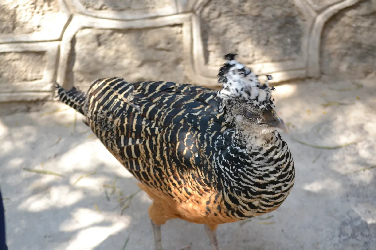 Zoo San Juan De Aragon