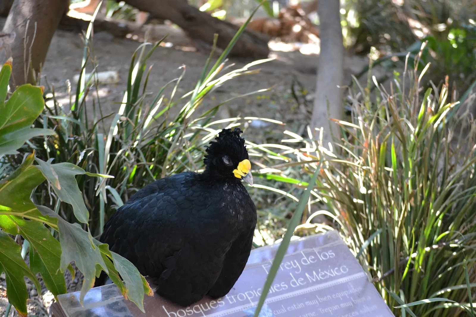Zoológico de San Juan de Aragón