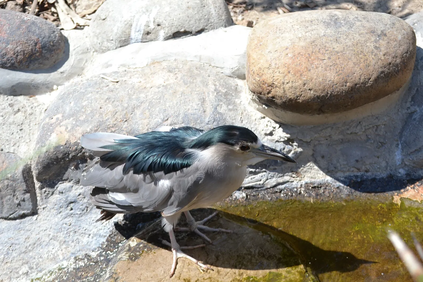 Zoológico de San Juan de Aragón