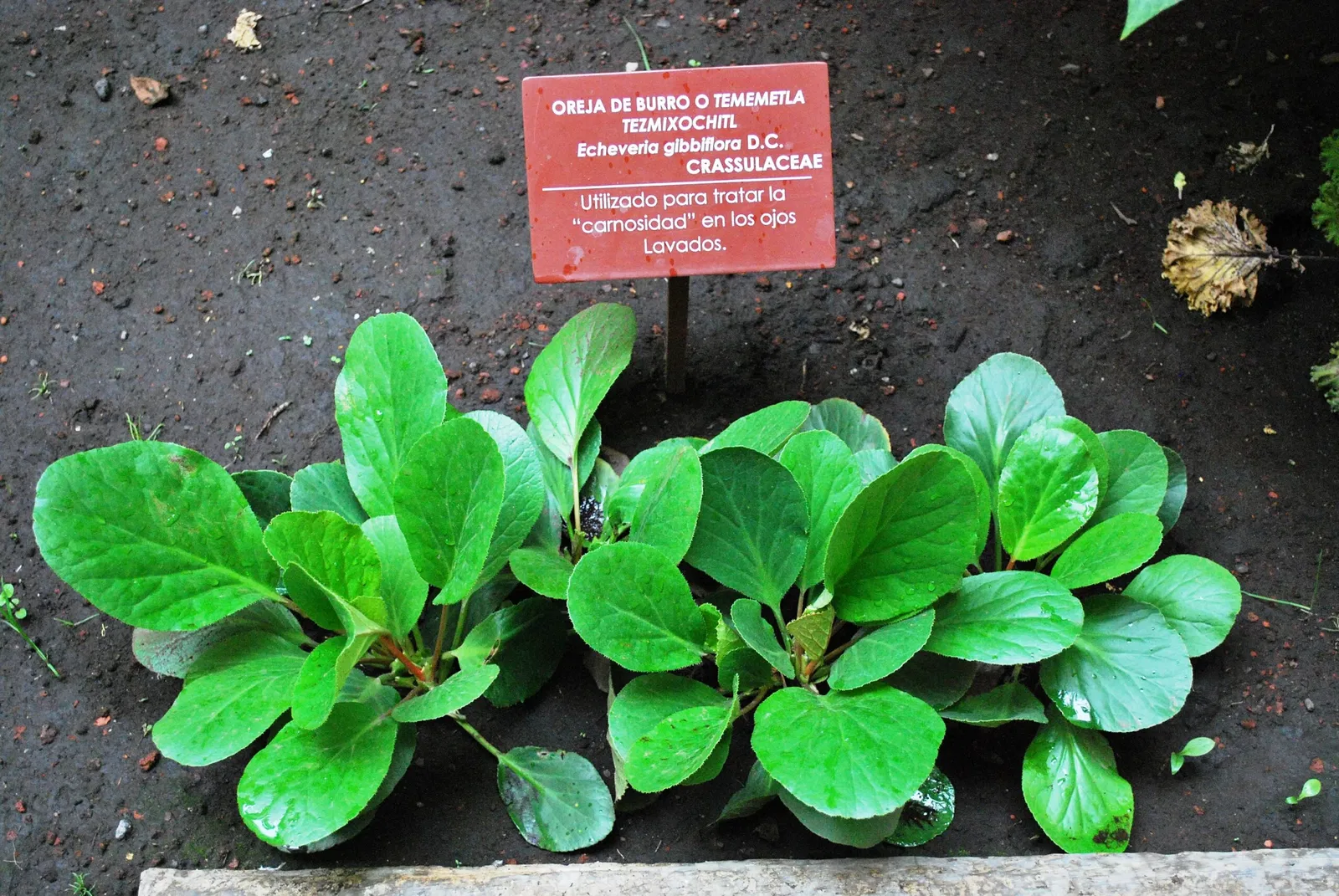 Palace of the Inquisition