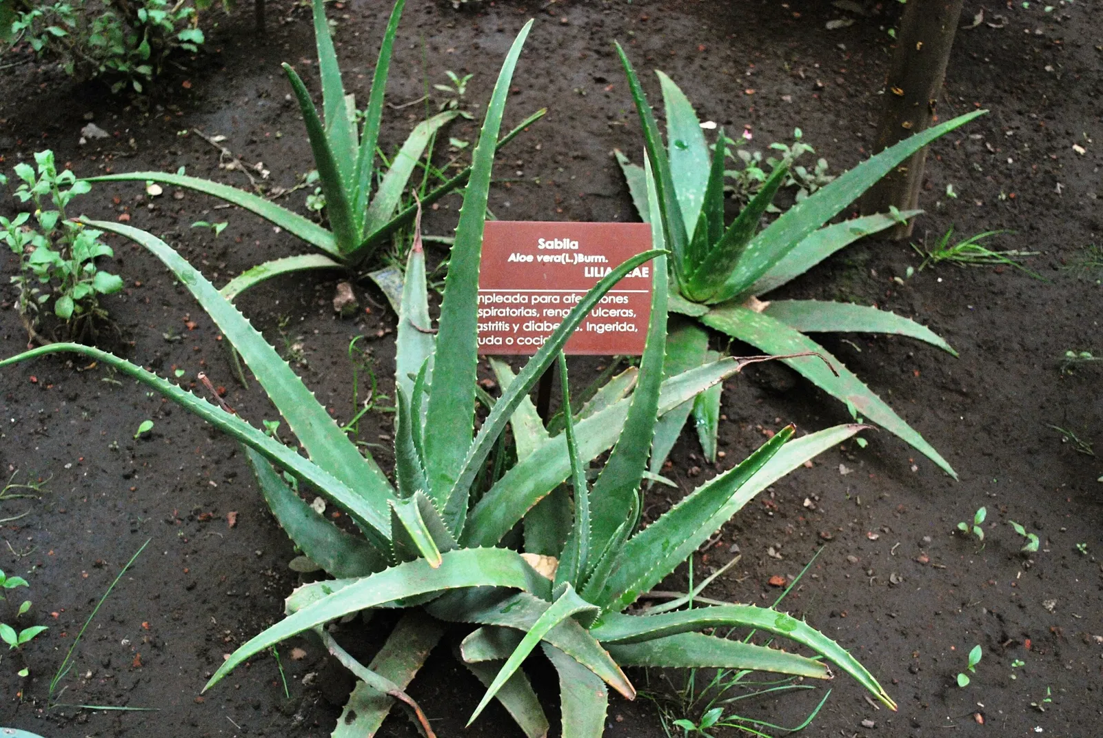 Palace of the Inquisition