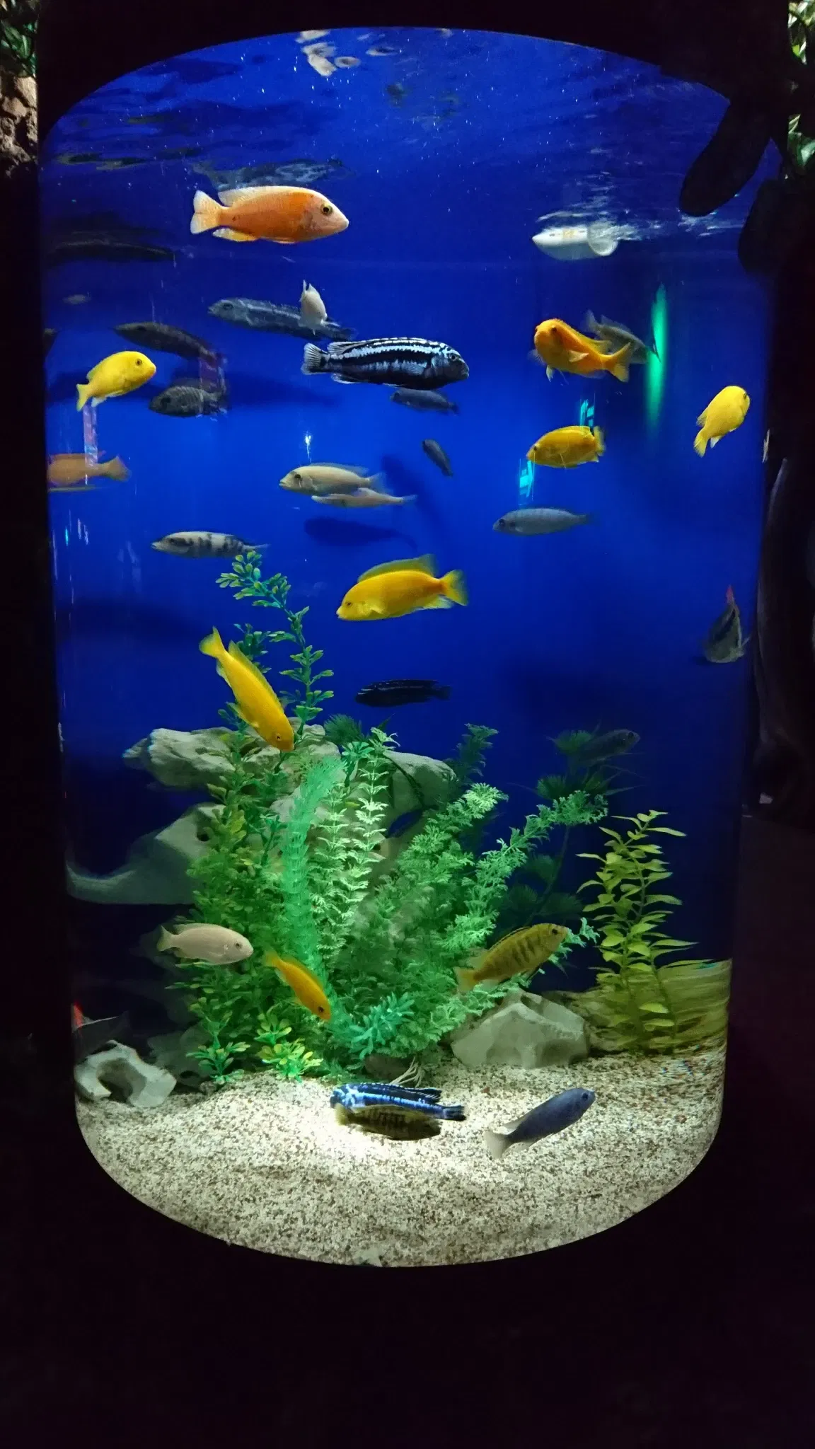 Acuario Inbursa