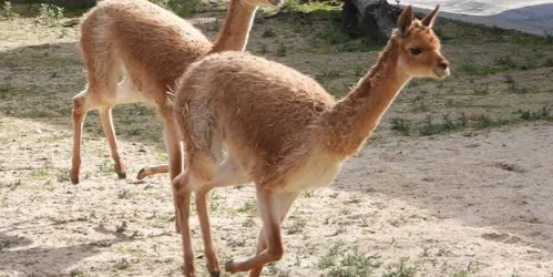 Meet la Vicuña at Zoo Aquarium Madrid
