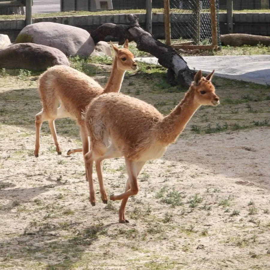 Ontmoet la Vicuña in Zoo Aquarium Madrid