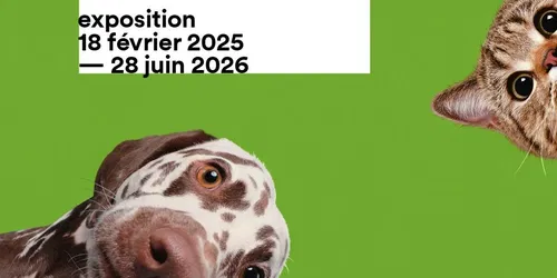 Hunde und Katzen