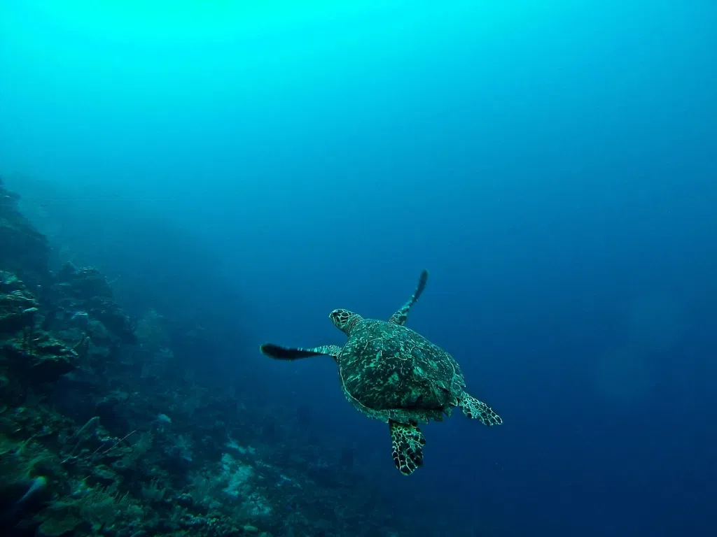 Expedición Arrecife: Desvelando los Secretos de las Selvas Submarinas