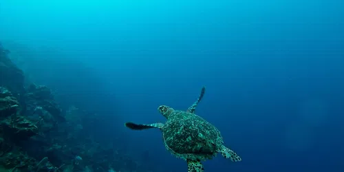 Expedition Reef: Svelare i segreti delle foreste pluviali sottomarine