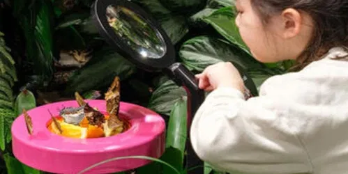 Davis Family Butterfly Vivarium