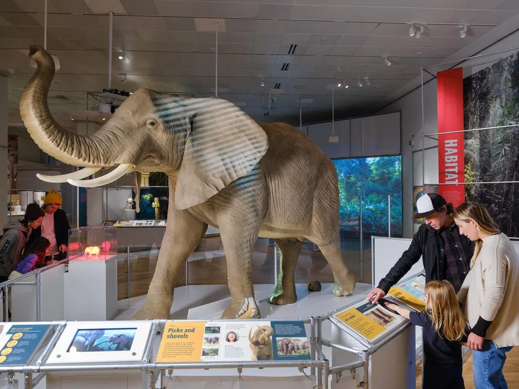 Le monde secret des éléphants