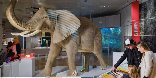 Le monde secret des éléphants