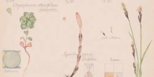 Hilma af Klint: Was sich hinter den Blumen verbirgt