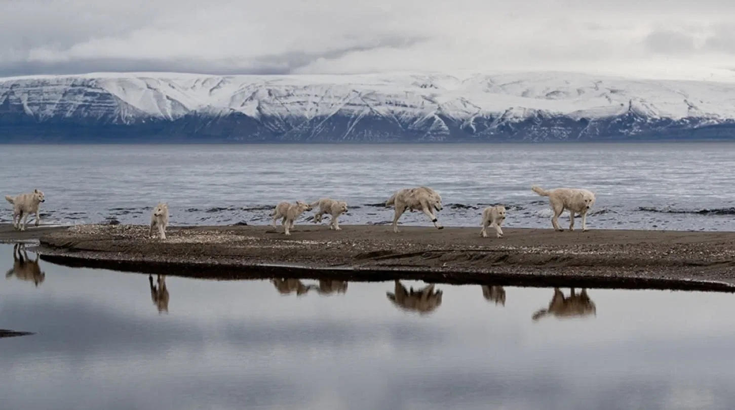 Wölfe: Fotografie von Ronan Donovan