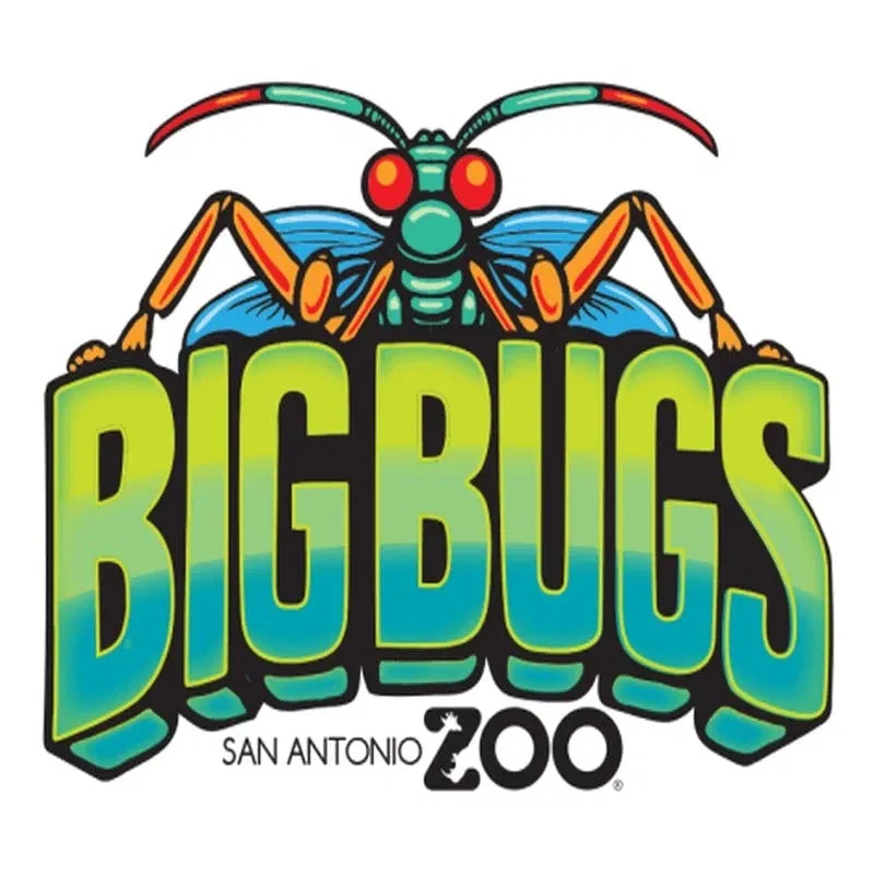 Grote insecten in de dierentuin van San Antonio