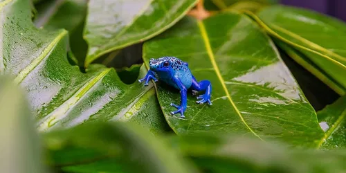 FROGS: Im Angesicht einer sich verändernden Welt