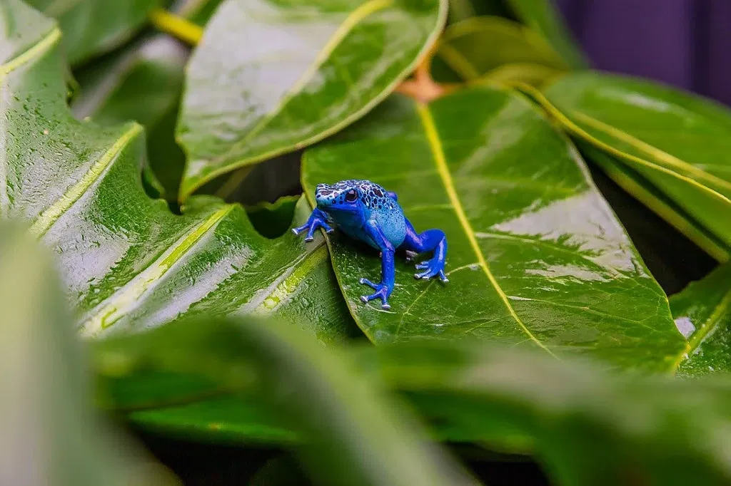 LES GRENOUILLES : Face à un monde en mutation