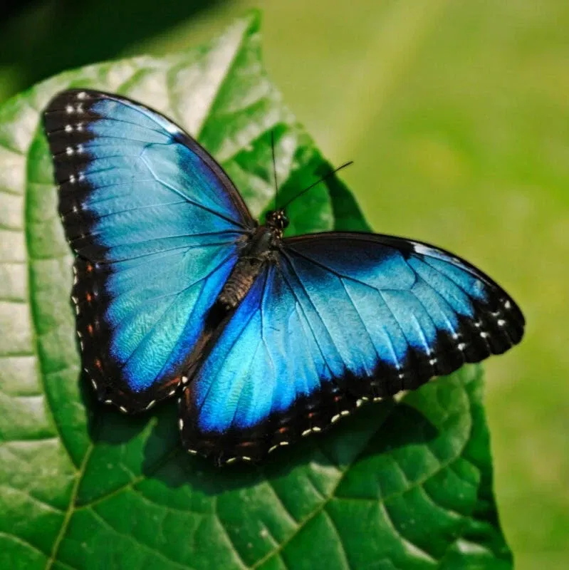 Exposition à l'honneur : Papillons en vol