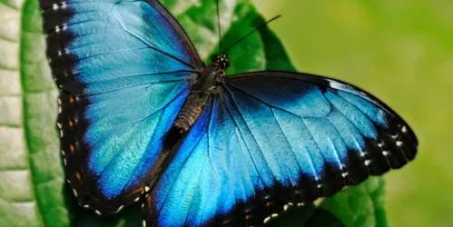 Mostra in evidenza: Farfalle in volo
