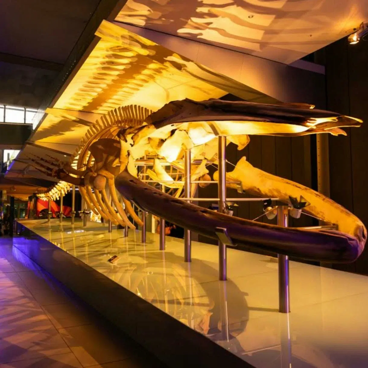 Melbourne Museum After Dark | Nocturnal: Next Gen