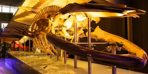 Melbourne Museum After Dark | Nocturnal: Next Gen