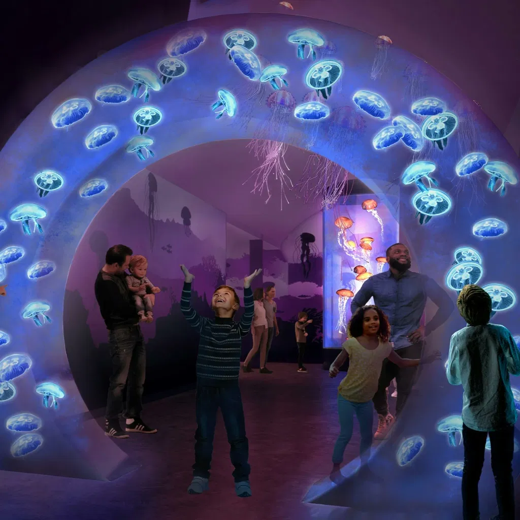 Jewels of the Sea: The Jellyfish Experience