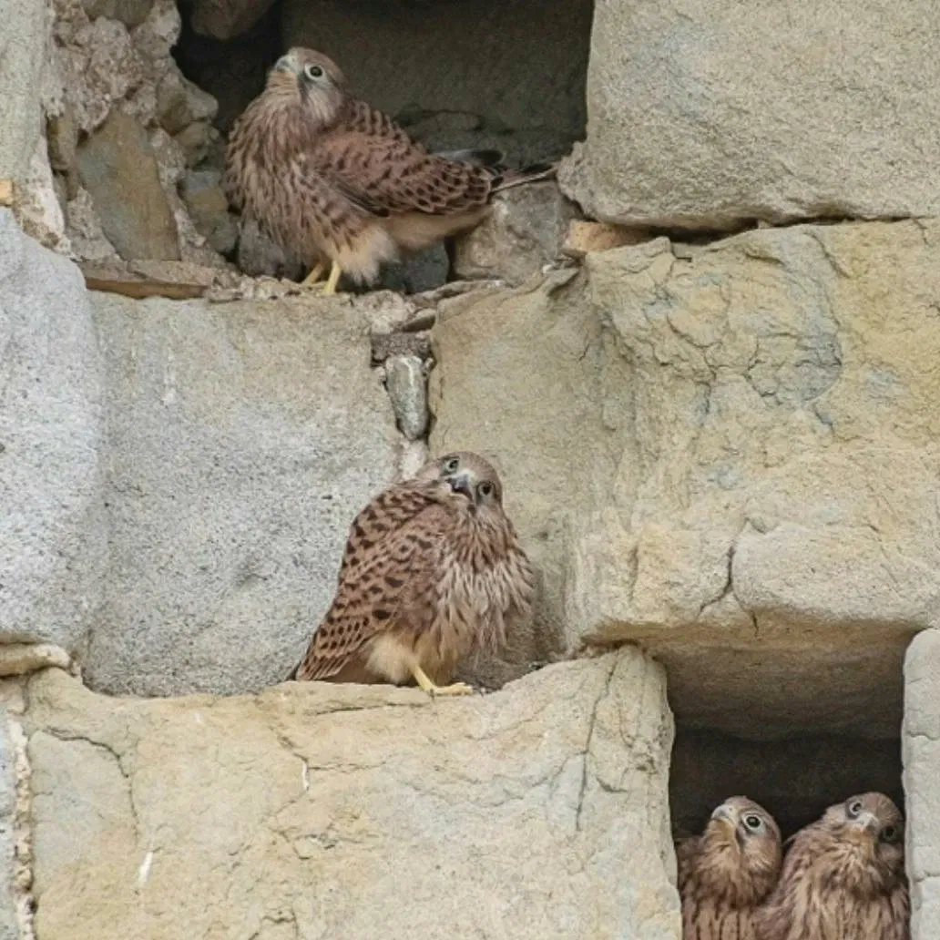 Las alas de la ciudad