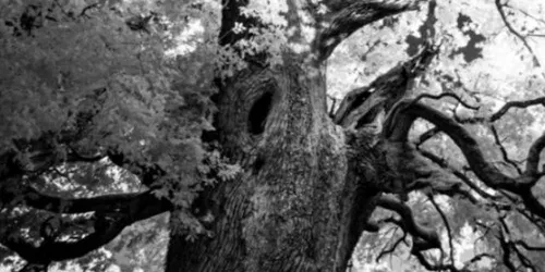 Murmures et promesses de la forêt