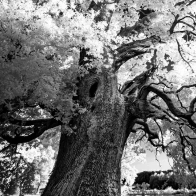 Whispers and Promises from the Forest