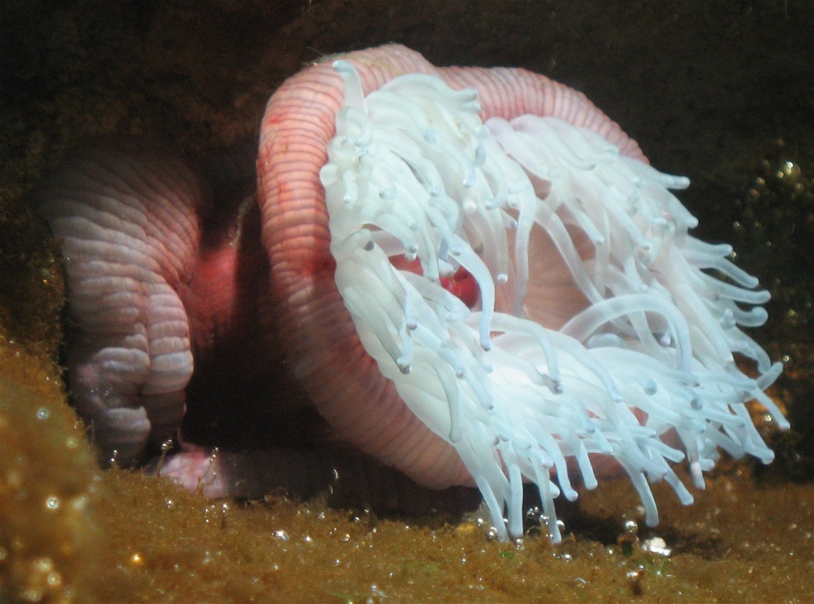 Aquarium de Paris - CineAqua