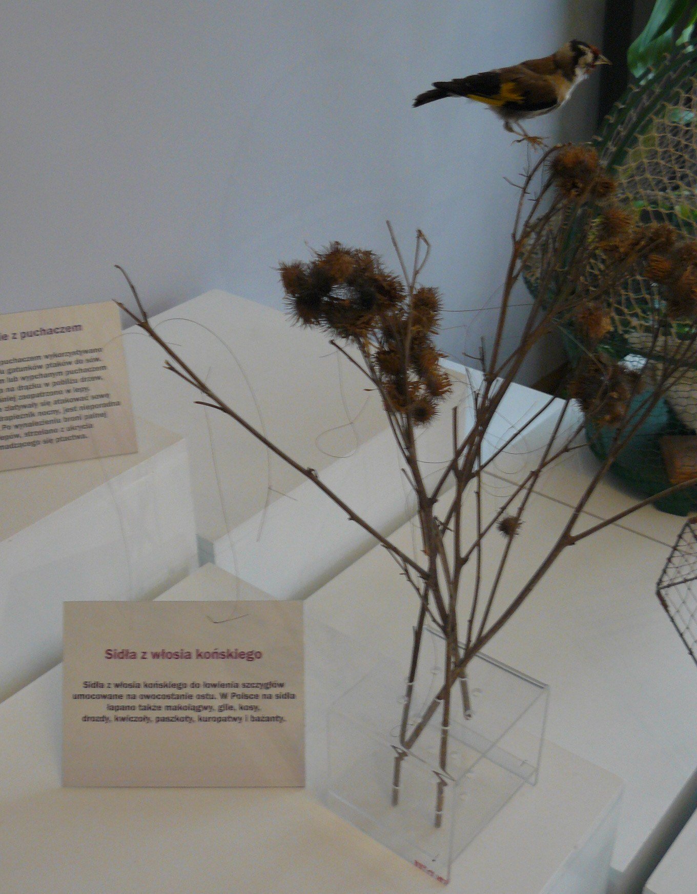 Museum of Natural Environment and Hunting